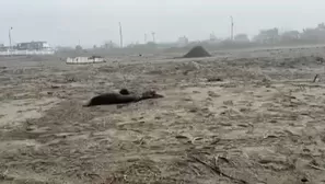 Lobos marinos. / Video: Canal N