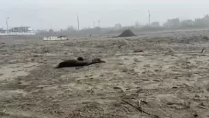 Lobos marinos. / Video: Canal N