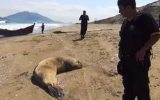 Autoridades investigan la muerte de 187 lobos marinos y 50 pelícanos - Noticias de sechura