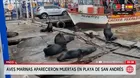 Aves marinas aparecen muertas en playa de Pisco