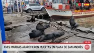 Aves marinas aparecen muertas en playa de Pisco