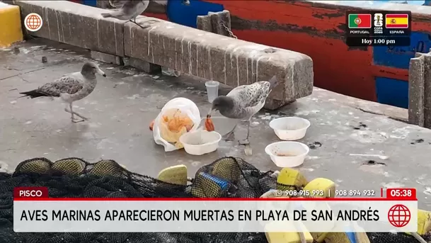 Aves marinas aparecen muertas en playa de Pisco. Foto: América Noticias Aves marinas aparecen muertas en playa de Pisco. Foto: América Noticias
