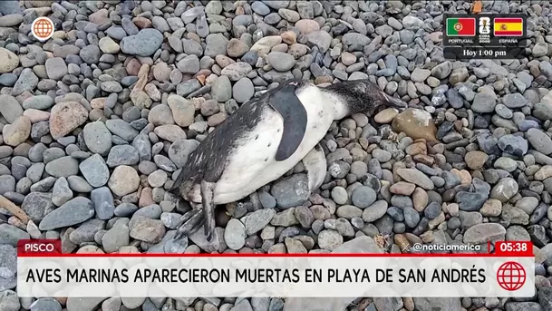 Aves marinas aparecen muertas en playa de Pisco. Foto: América Noticias Aves marinas aparecen muertas en playa de Pisco. Foto: América Noticias