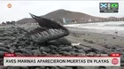 Aves marinas aparecen muertas en playas de Cañete