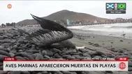 Aves marinas aparecen muertas en playas de Cañete