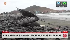 Aves marinas aparecen muertas en playas de Cañete. Foto y video: América Noticias