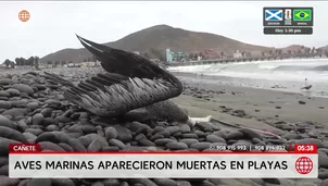 Aves marinas aparecen muertas en playas de Cañete. Foto y video: América Noticias