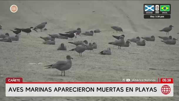 Aves marinas aparecen muertas en playas de Cañete. Foto: América Noticias