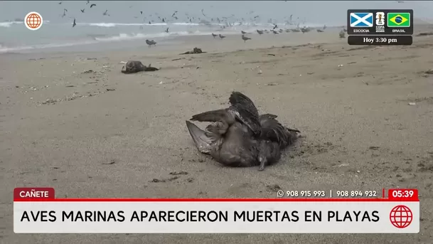 Aves marinas aparecen muertas en playas de Cañete. Foto: América Noticias