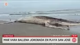 Ballena jorobada varó muerta en playa de Lambayeque. Foto y video: América Noticias