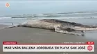 Ballena jorobada varó muerta en playa de Lambayeque