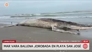 Ballena jorobada varó muerta en playa de Lambayeque