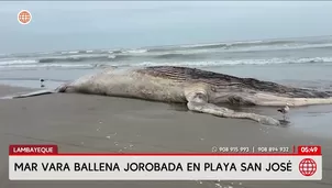 Ballena jorobada varó muerta en playa de Lambayeque. Foto y video: América Noticias
