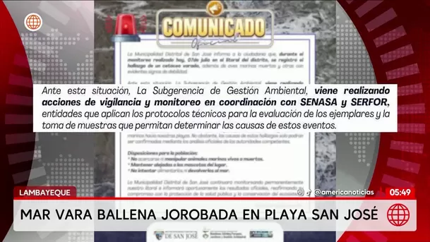 Ballena jorobada varó muerta en playa de Lambayeque. Foto: América Noticias Ballena jorobada varó muerta en playa de Lambayeque. Foto: América Noticias