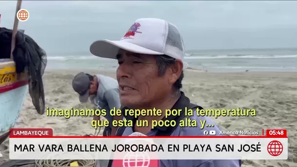 Ballena jorobada varó muerta en playa de Lambayeque. Foto: América Noticias Ballena jorobada varó muerta en playa de Lambayeque. Foto: América Noticias
