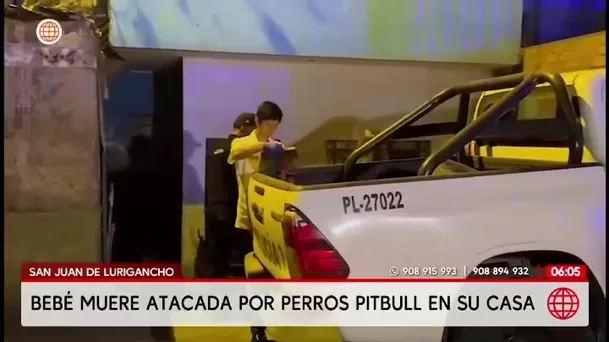 Bebé muere por ataque de pitbull en San Juan de Lurigancho/ América Noticias Bebé muere por ataque de pitbull en San Juan de Lurigancho/ América Noticias