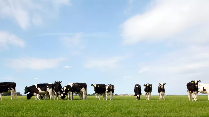 Biogás: Una forma de usar la basura para producir energía