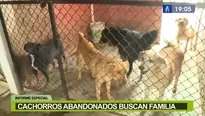 Cachorros abandonados buscan familia