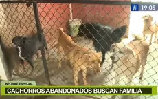 Cachorros abandonados buscan familia - Noticias de madre-familia