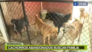 Cachorros abandonados buscan familia