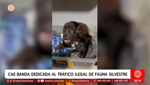 Cae banda dedicada al tráfico ilegal de fauna silvestre en Iquitos. Foto y video: América Noticias
