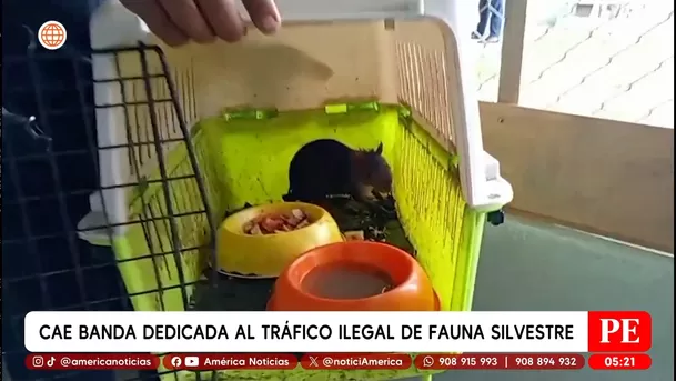 Cae banda dedicada al tráfico ilegal de fauna silvestre en Iquitos. Foto: América Noticias