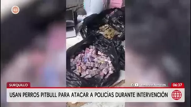 Surquillo: detienen a banda “Los Chukys de San Agustín” que usaba pitbulls en su guarida/ América Noticias Surquillo: detienen a banda “Los Chukys de San Agustín” que usaba pitbulls en su guarida/ América Noticias