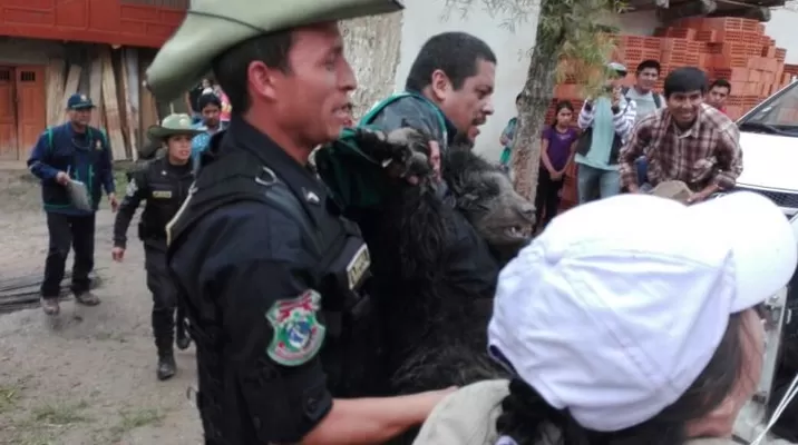 Rescatan a oso de anteojos. Foto: América Noticias Rescatan a oso de anteojos. Foto: América Noticias