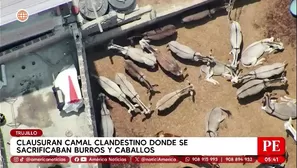 Clausuran camal clandestino donde mataban caballos y burros en Trujillo. Foto y video: América Noticias