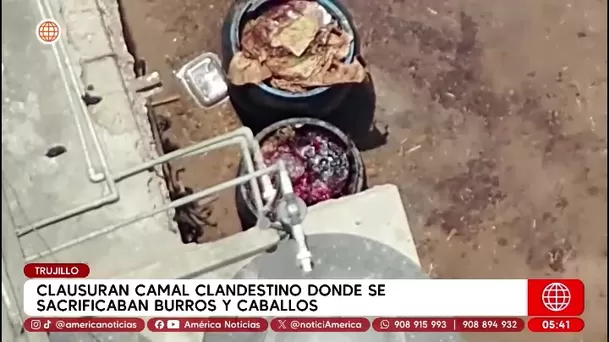 Clausuran camal clandestino donde mataban caballos y burros en Trujillo. Foto: América Noticias Clausuran camal clandestino donde mataban caballos y burros en Trujillo. Foto: América Noticias