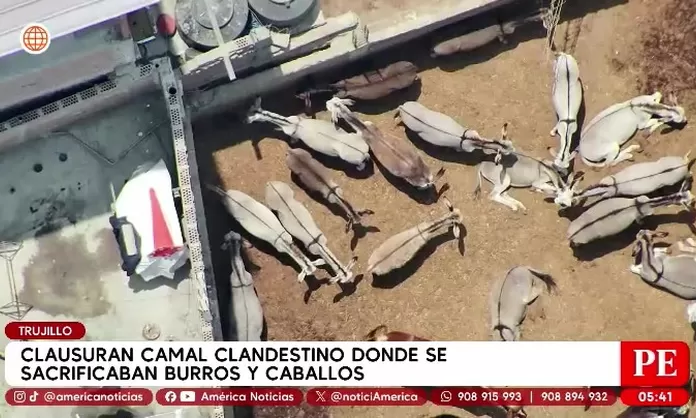 Trujillo: Cierran camal ilegal con carne de caballo y burro
