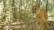 Cámaras ocultas en el parque Nacional del Manu registraron estas impresionantes imágenes