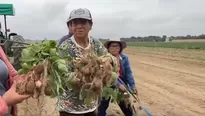 El 80 % de cultivos de papa en Cañete sufren de plagas por el cambio climático. / Video: Canal N