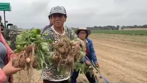 El 80 % de cultivos de papa en Cañete sufren de plagas por el cambio climático. / Video: Canal N