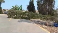 Dos árboles cayeron por fuertes vientos. Foto: América Noticias