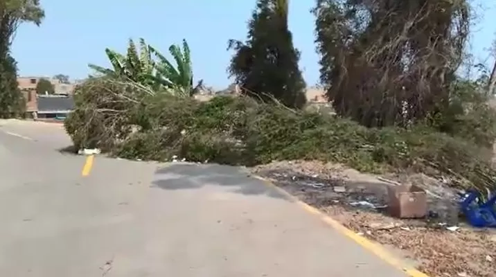 Dos árboles cayeron por fuertes vientos. Foto: América Noticias Dos árboles cayeron por fuertes vientos. Foto: América Noticias