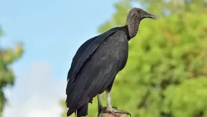 La travesura de un gallinazo generó un pandemonio en varios distritos de Lima. (Vía: Twitter)