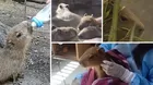 Capibaras bebé llegaron al Parque de las Leyendas en Huachipa