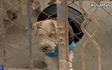 Carabayllo: Piden ayuda para albergue que refugia a 116 perros y gatos - Noticias de albergue