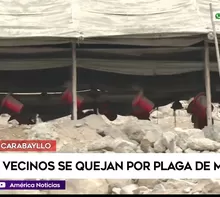 Plaga de moscas en el distrito de Carabayllo desata quejas y preocupación entre los vecinos. / Video: América Noticias