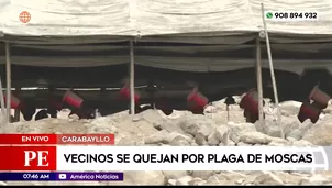 Plaga de moscas en el distrito de Carabayllo desata quejas y preocupación entre los vecinos. / Video: América Noticias