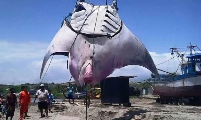 Video muestra captura de una gigantesca mantarraya en las costas de Tumbes