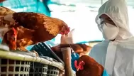 Centro Nacional de Epidemiología sobre gripe aviar: Perú en alerta ante posibilidad de que virus se presente en humanos