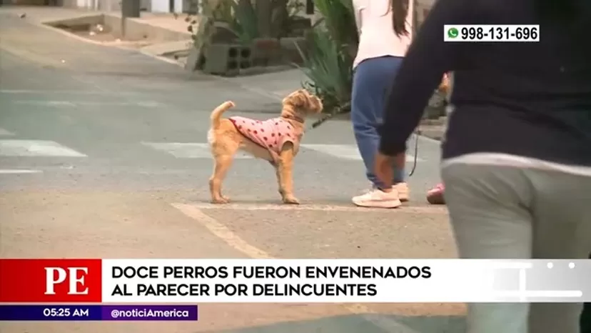 Cercado de Lima: Doce perros murieron envenenados por delincuentes