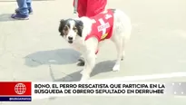 Perro de rescate.