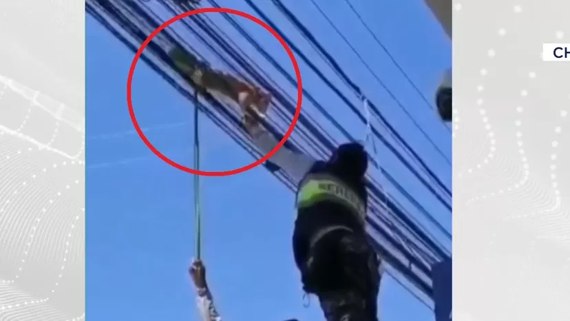 Chanchamayo: Rescatan a gata que quedó atrapada en cables