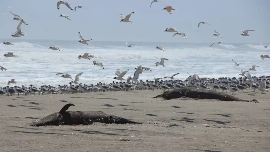 Animales marinos varados en el mar. Foto: Referencial/peru21.pe