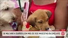 Chiclayo: ordenanza limita tenencia de mascotas a dos por vivienda