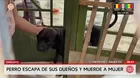 Chiclayo: Perro ataca a mujer en el rostro en plena calle