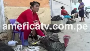 Los pavos iban a ser  vendidos en el sector de Primavera, Monsefú